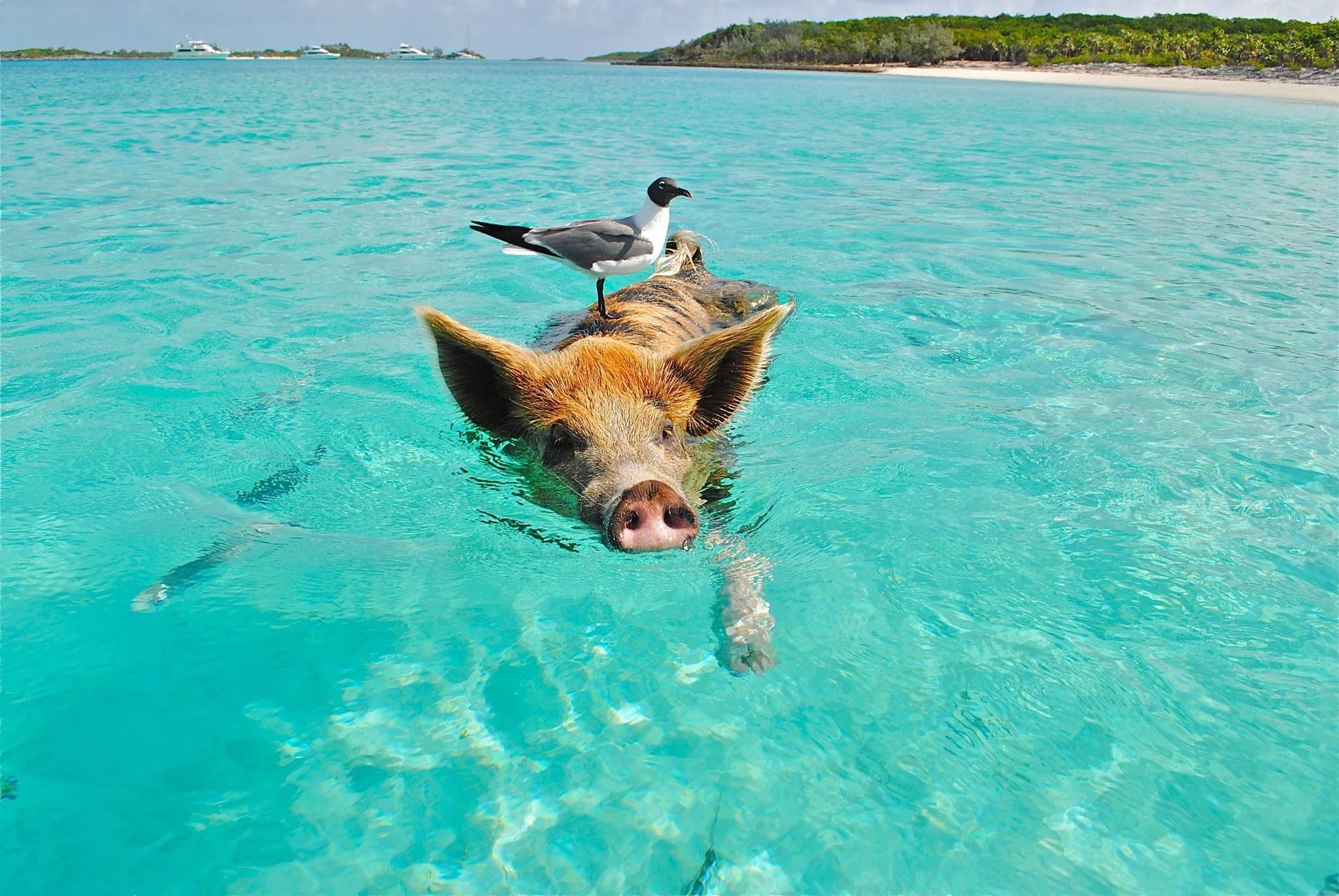 pig_swimming_in_exumas