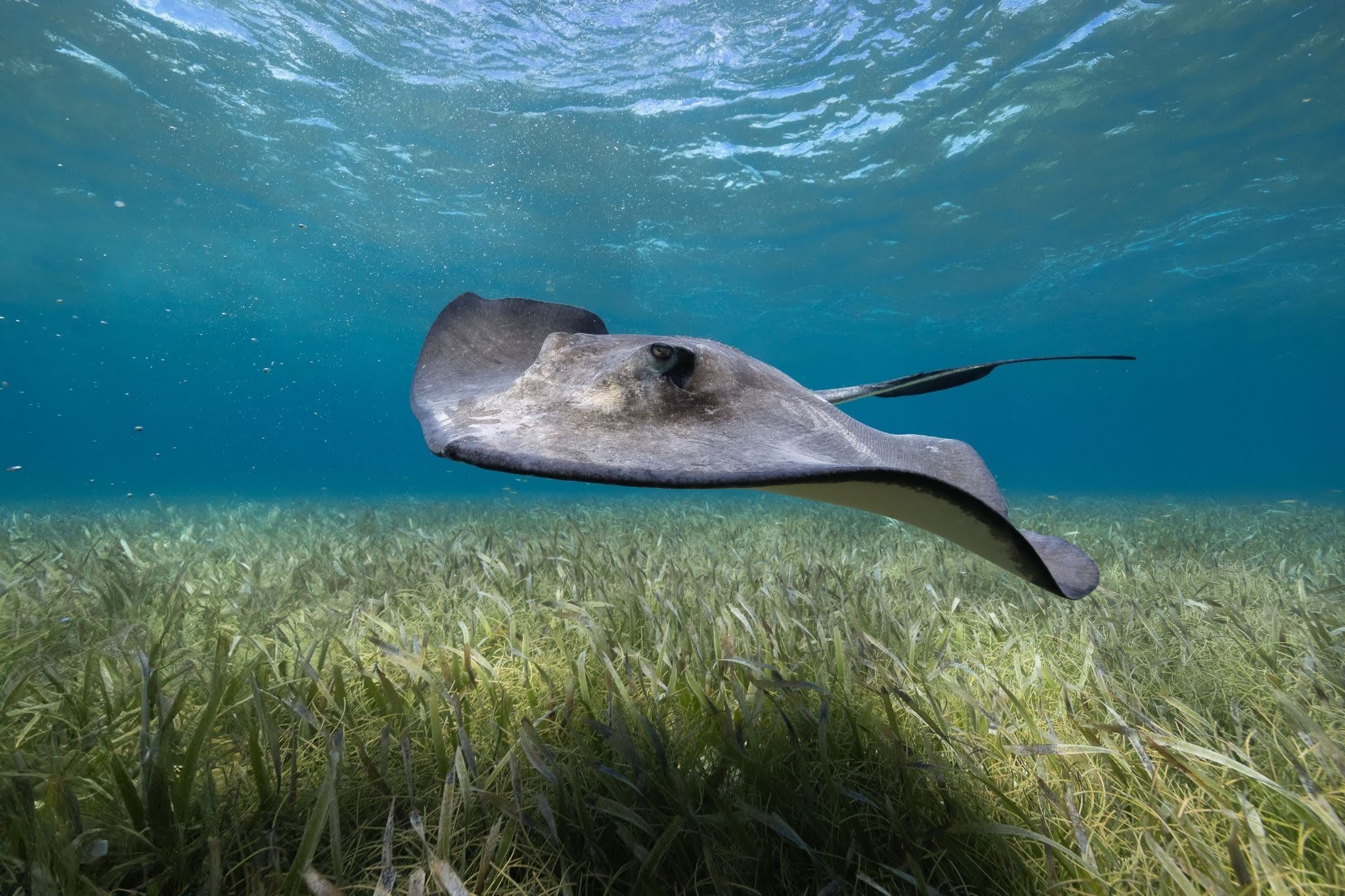 see_the_manatees_in_belize