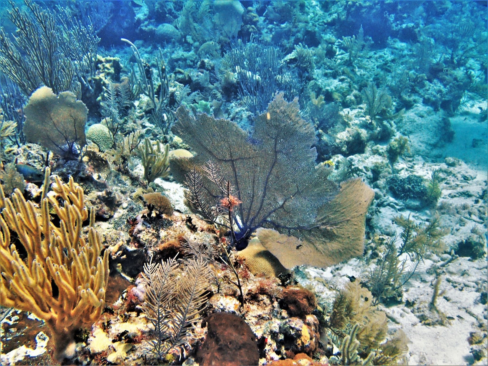 underwater_corals_at_the_belize_reef